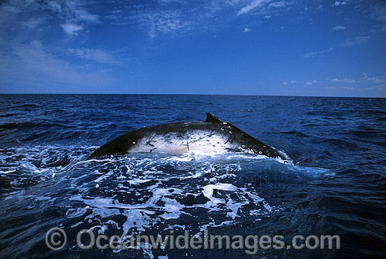 Humpback Whale showing blowhole photo Humpback Whale showing blowhole photo