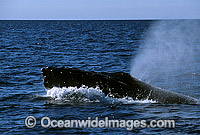 Humpback Whale showing dorsal fin arched back Photo - Gary Bell