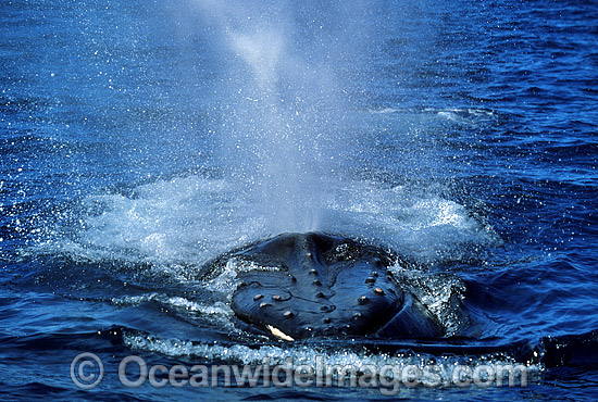 Humpback Whale expelling air from blowhole photo Humpback Whale expelling air from blowhole photo