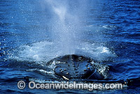 Humpback Whale expelling air from blowhole Photo - Gary Bell