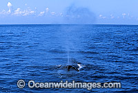 Humpback Whale expelling air from blowhole Photo - Gary Bell