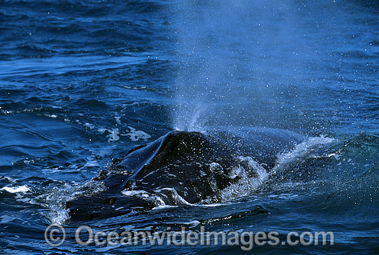 Humpback Whale pectoral fin slapping on surface photo Humpback Whale pectoral fin slapping on surface photo