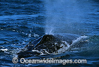 Humpback Whale pectoral fin slapping on surface Photo - Gary Bell