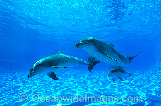 Bottlenose Dolphin mother and baby photo Bottlenose Dolphin mother and baby photo