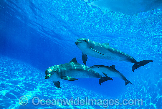Dolphin mother and baby photo Dolphin mother and baby photo