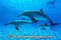 Bottlenose Dolphin mother and baby Photo - Gary Bell