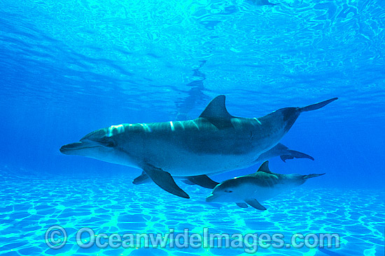 Bottlenose Dolphin mother and baby photo Bottlenose Dolphin mother and baby photo