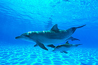 Bottlenose Dolphin mother and baby Photo - Gary Bell