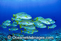 Schooling Sweetlips Photo - Gary Bell