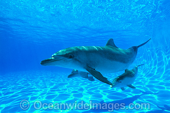 Bottlenose Dolphin mother and baby photo Bottlenose Dolphin mother and baby photo