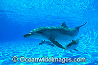 Bottlenose Dolphin mother and baby Photo - Gary Bell