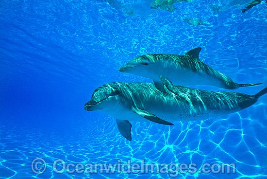 Dolphin mother and baby photo Dolphin mother and baby photo