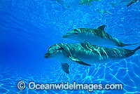 Dolphin mother and baby Photo - Gary Bell