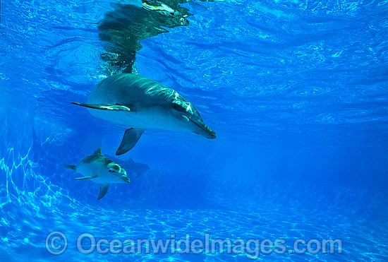 Bottlenose Dolphin mother and baby photo Bottlenose Dolphin mother and baby photo