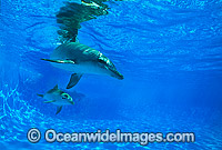 Bottlenose Dolphin mother and baby Photo - Gary Bell
