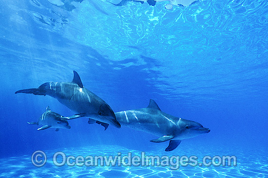 Indo-Pacific Bottlenose Dolphin photo Indo-Pacific Bottlenose Dolphin photo