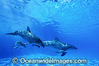 Indo-Pacific Bottlenose Dolphin Photo - Gary Bell