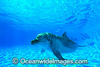 Bottlenose Dolphin Photo - Gary Bell