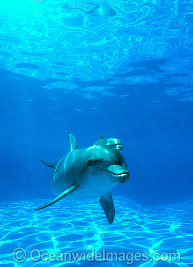 Bottlenose Dolphin mother and baby photo Bottlenose Dolphin mother and baby photo