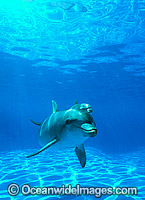 Bottlenose Dolphin mother and baby Photo - Gary Bell