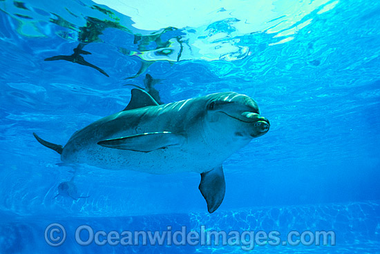 Indo-Pacific Bottlenose Dolphin photo Indo-Pacific Bottlenose Dolphin photo