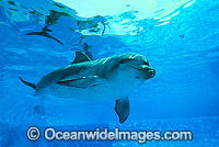 Indo-Pacific Bottlenose Dolphin Photo - Gary Bell