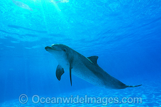 Bottlenose Dolphin photo Bottlenose Dolphin photo