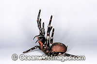 Sydney Funnel-web Spider Atrax robustus Photo - Gary Bell