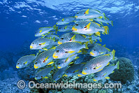 Diagonal-banded Sweetlips Photo - Gary Bell