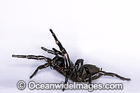 Sydney Funnel-web Spider Atrax robustus Photo - Gary Bell