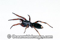 White-tailed Spider Lampona cylindrata  Photo - Gary Bell