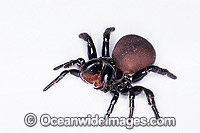 Eastern Mouse Spider Missulena bradleyi Photo - Gary Bell