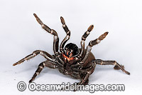 Eastern Mouse Spider Missulena bradleyi Photo - Gary Bell