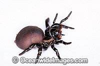 Eastern Mouse Spider Photo - Gary Bell