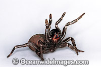 Eastern Mouse Spider Missulena bradleyi Photo - Gary Bell