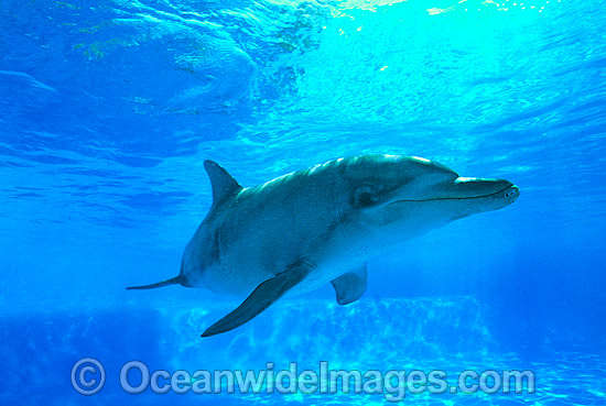 Bottlenose Dolphin photo Bottlenose Dolphin photo