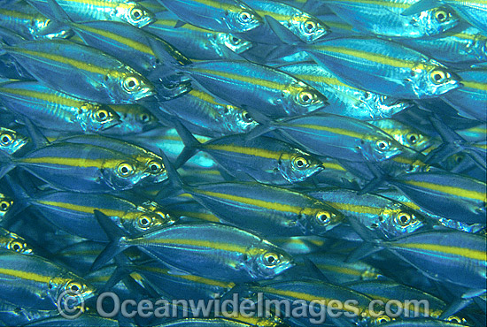 Ox-eye Scad Selar boops photo Ox-eye Scad Selar boops photo