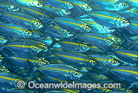 Ox-eye Scad Selar boops Photo - Gary Bell