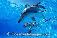 Bottlenose Dolphin mother and baby Photo - Gary Bell