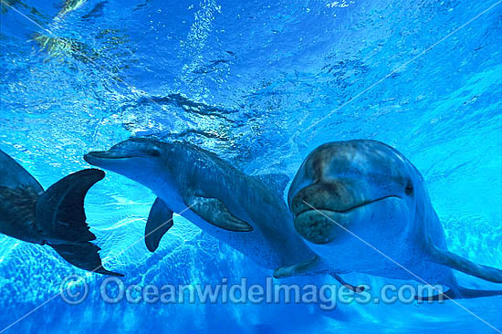 Indo-Pacific Bottlenose Dolphin photo Indo-Pacific Bottlenose Dolphin photo