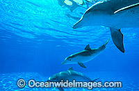 Indo-Pacific Bottlenose Dolphin Photo - Gary Bell