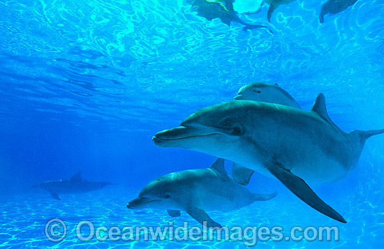 Bottlenose Dolphin mother and baby photo Bottlenose Dolphin mother and baby photo