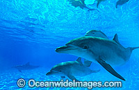 Bottlenose Dolphin mother and baby Photo - Gary Bell