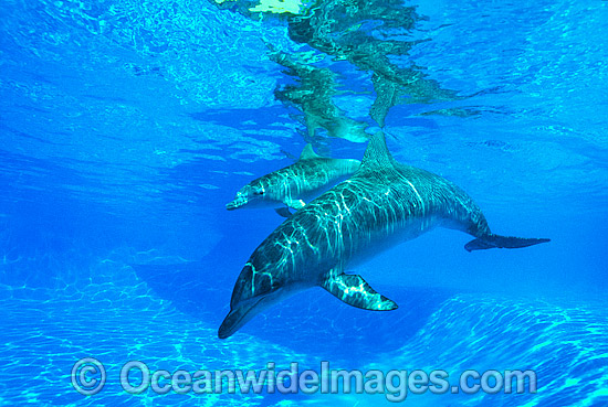 Dolphin mother and baby photo Dolphin mother and baby photo
