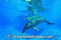 Dolphin mother and baby Photo - Gary Bell