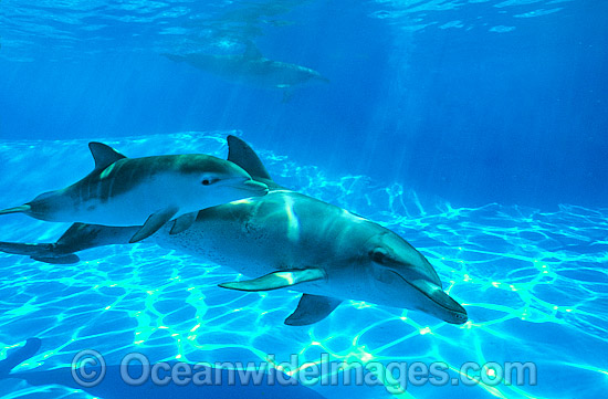 Bottlenose Dolphin mother and calf photo Bottlenose Dolphin mother and calf photo