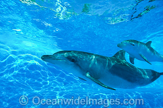 Bottlenose Dolphin mother and calf photo Bottlenose Dolphin mother and calf photo