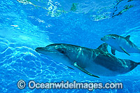 Bottlenose Dolphin mother and calf Photo - Gary Bell