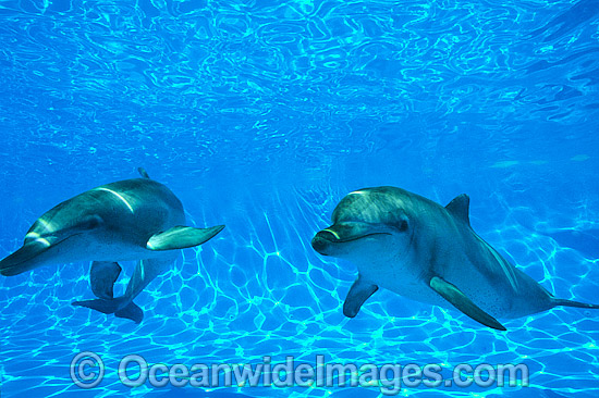 Dolphin pair photo Dolphin pair photo