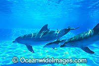 Bottlenose Dolphin mother and companion Photo - Gary Bell